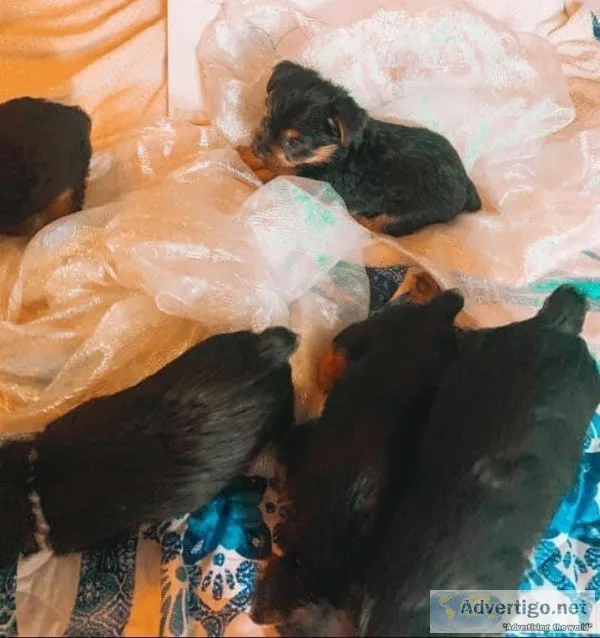 I have Yorkie Pups looking for a new home