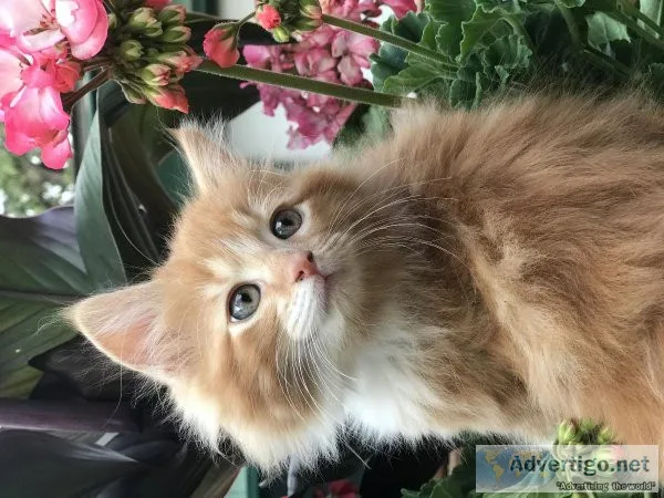 12 week kittens