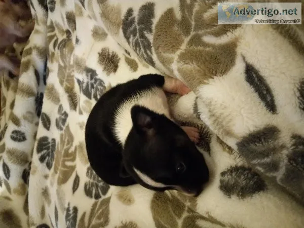 Chihuahua puppies