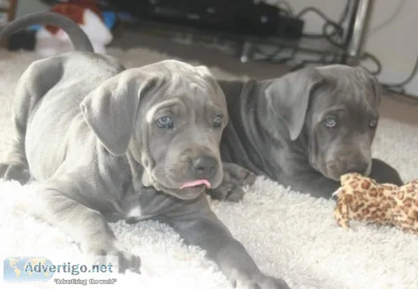 Cane Corso puppies