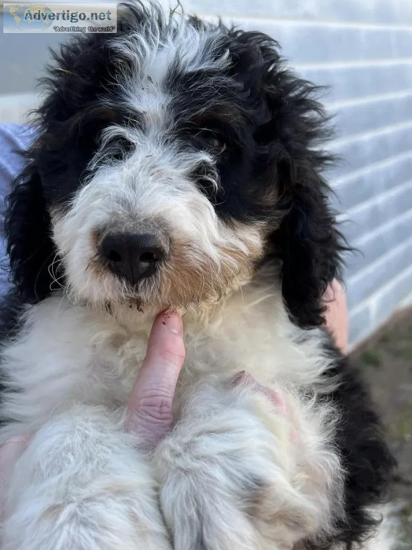 F2 Bernedoodles