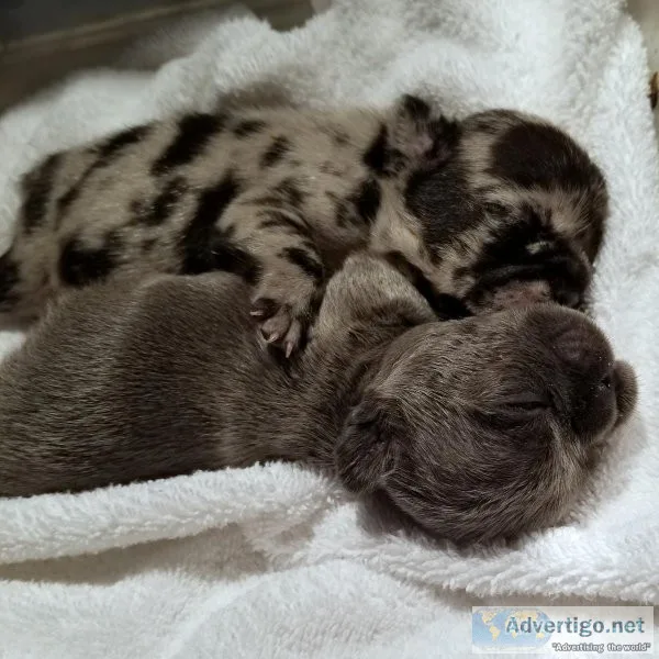French Bulldog Puppies
