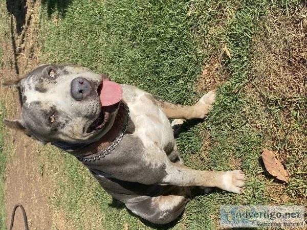 Purebred American Bully
