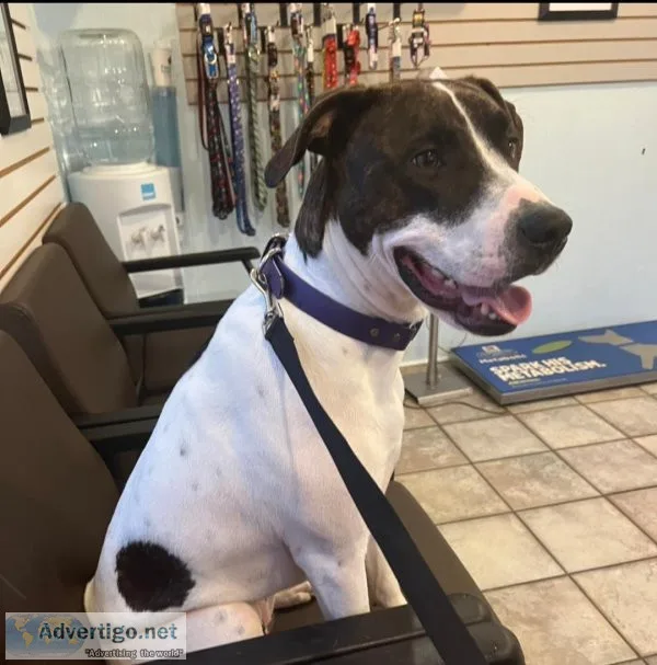 Sweet Bella Jade is Looking for a Loving Home