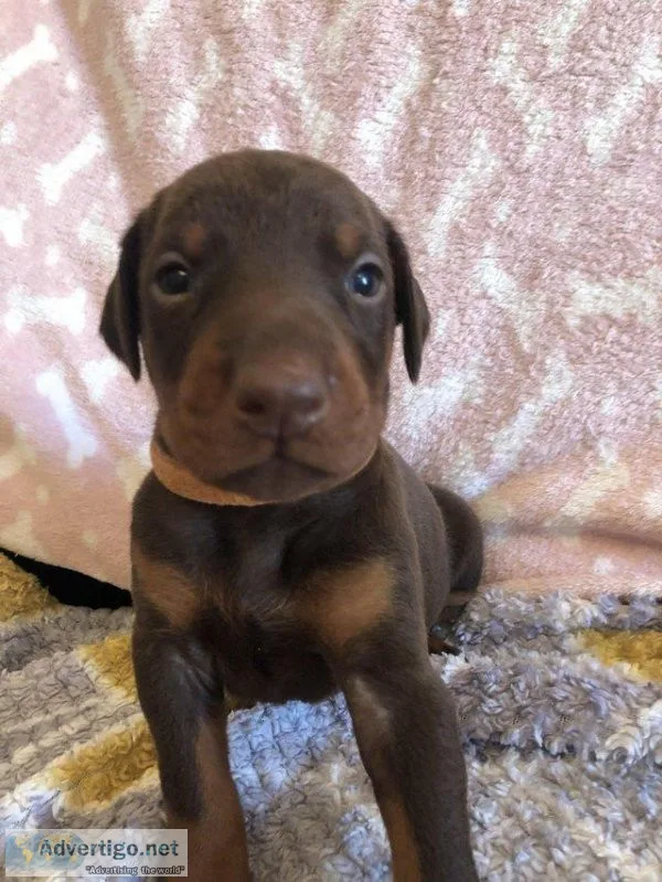 Outstanding Doberman Puppies -