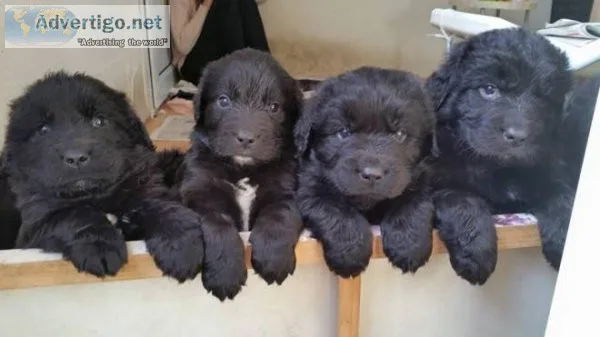 AKC Newfoundland puppies