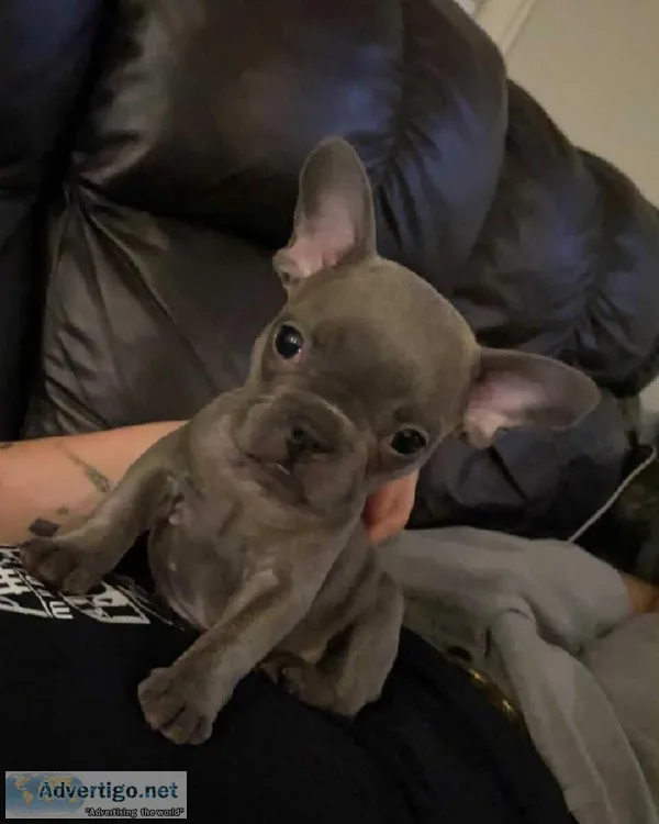 Healthy French bulldog for sale