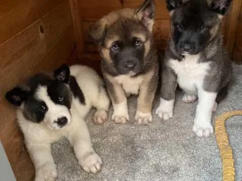 3 beautiful Akita Puppies