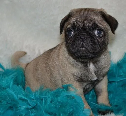 Super Cute Pug Puppies
