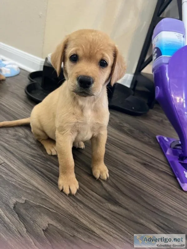 We Have Puppies looking for a new Home