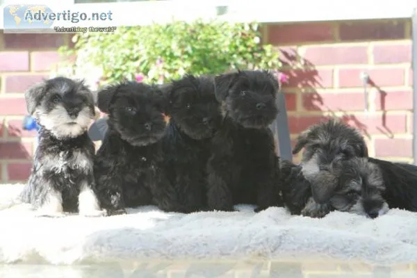 Miniature schnauzer puppies