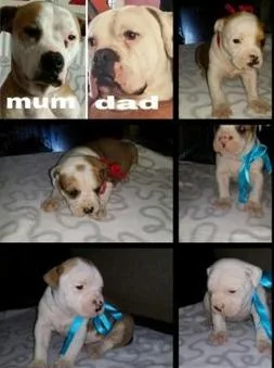  American Bulldog Puppies