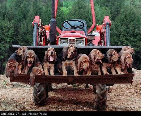 3 Bloodhound Puppies