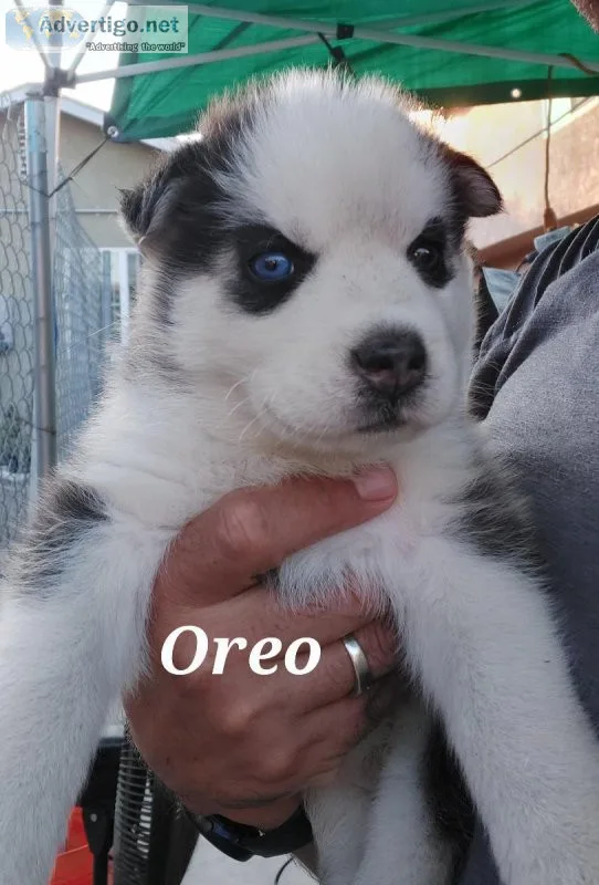 5 husky puppy s