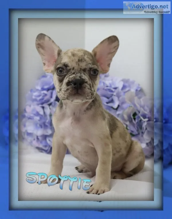 Spottie Male AKC French Bulldog