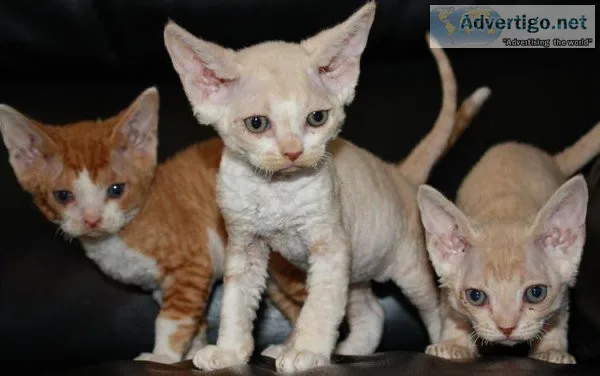 Devon Rex Kittens Available