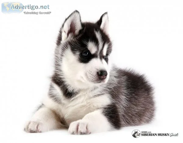 Siberian Husky Puppies