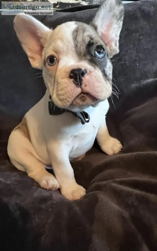 French bulldogs puppies
