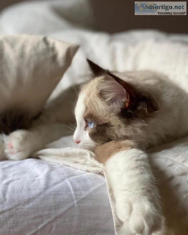 Beautiful Ragdoll kitten Available