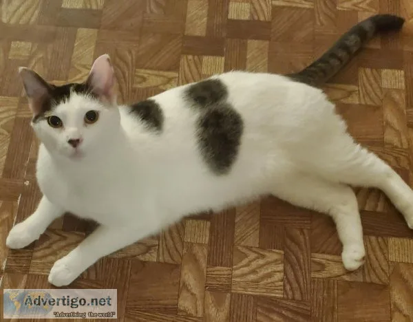 Jericho is looking for his forever home