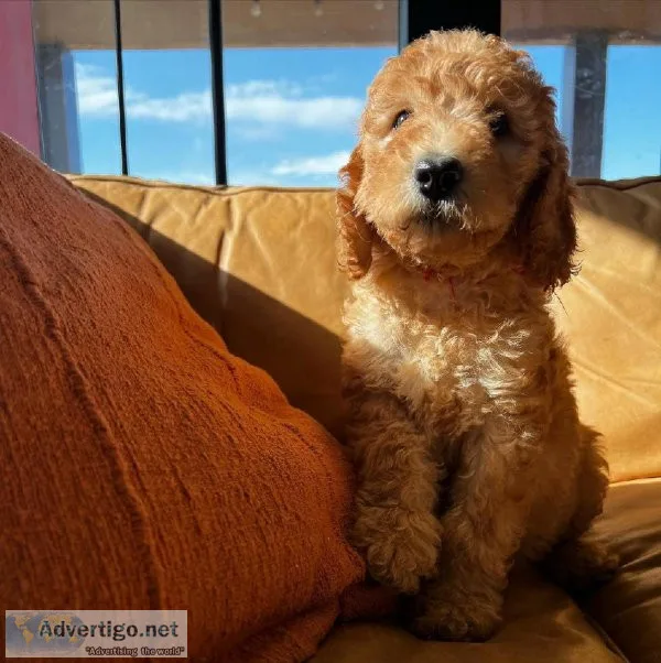 Gorgeous Goldendoodle Puppies