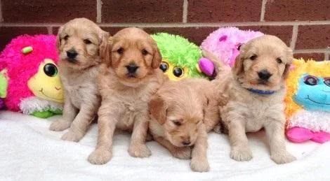 Goldendoodle puppies BIG UPDATE 