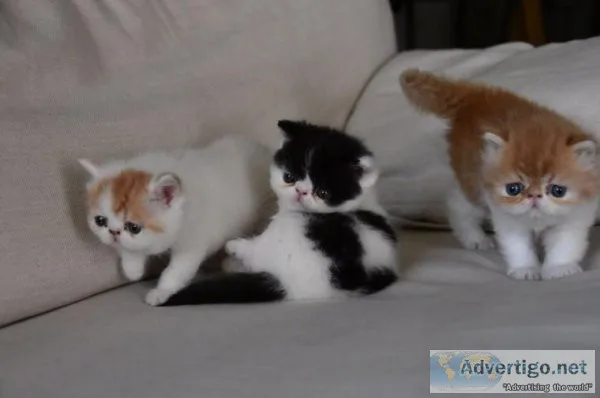 Exotic Short-hair kittens Ready