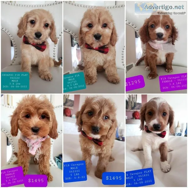 Sweet F1B Cavapoo Puppies - READY TODAY