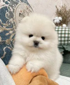 Gorgeous Purebred Teddy bear face Pomeranian puppies