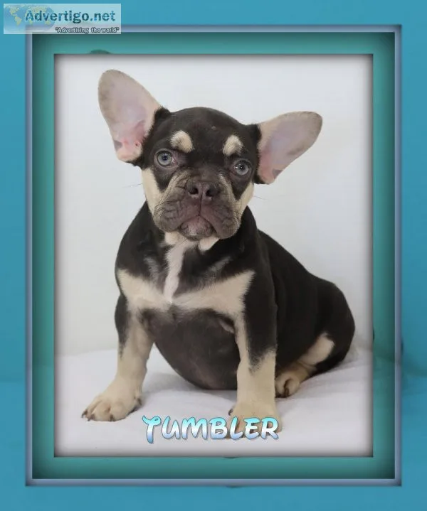 Tumbler Male AKC French Bulldog