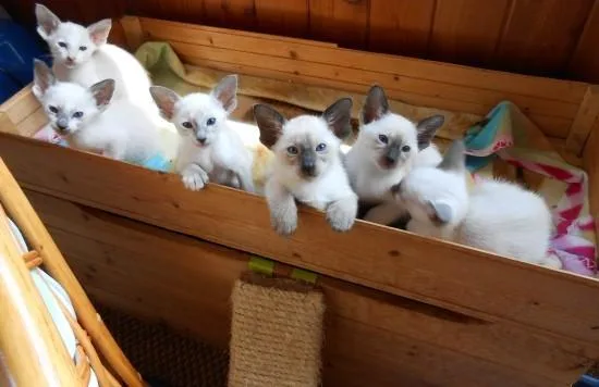 Siamese Kittens