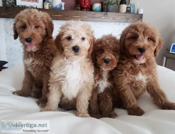Gorgeous F1B Mini Goldendoodle Puppies - Ready Now