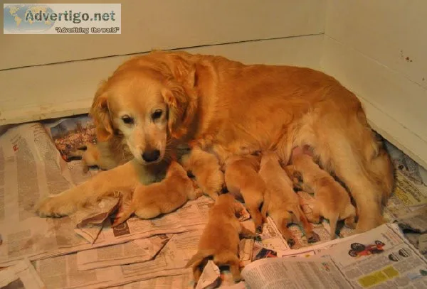 Available Golden Retriever Puppies