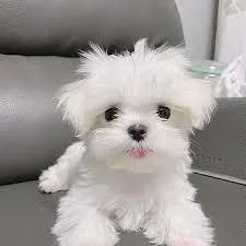 Toy size Maltese puppies.Max 7-9 lbs