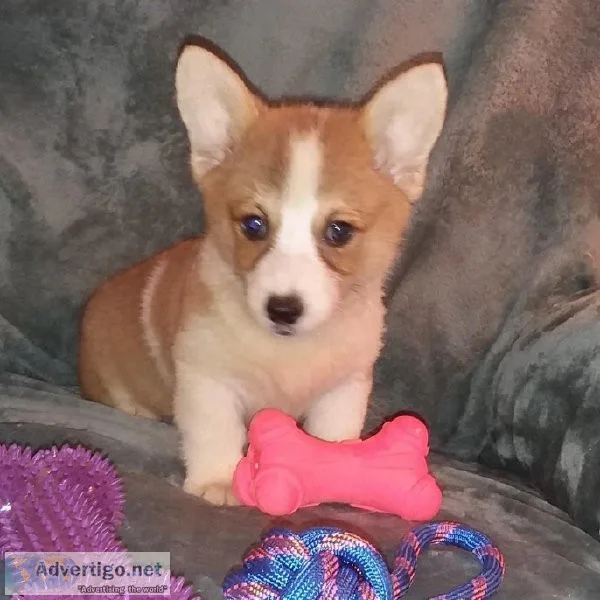 Pembroke Welsh Corgi Puppy