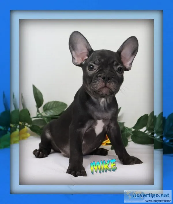 Mike Male AKC French Bulldog
