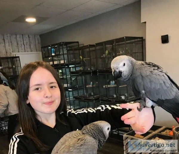 Sweet F African Grey parrot