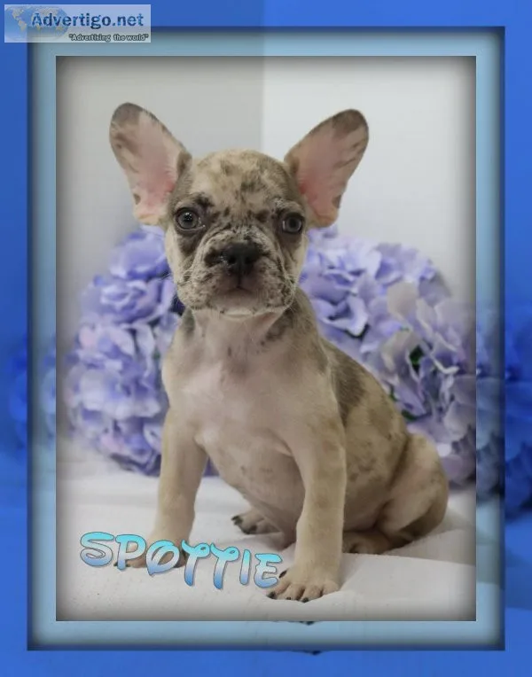 Spottie Male AKC French Bulldog