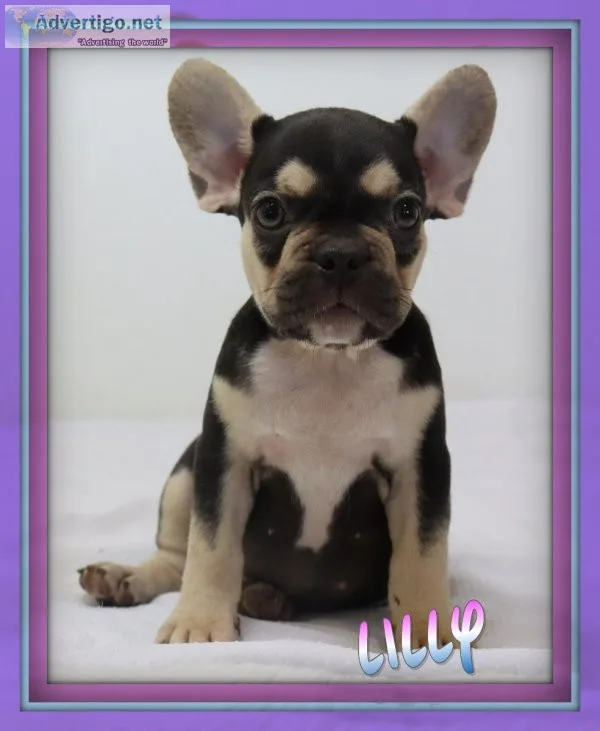 Lilly Female AKC French Bulldog