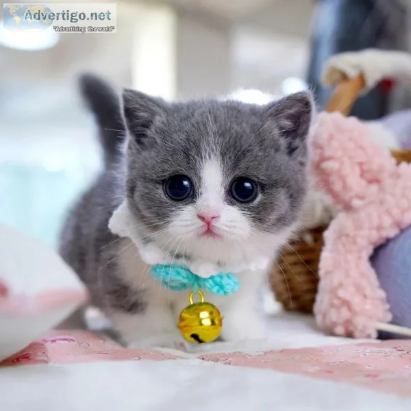 Munchkin Kittens for sale near me