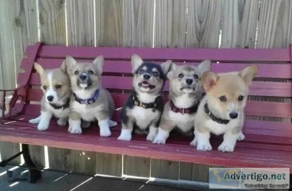 Pembroke Welsh Corgi PUPPIES
