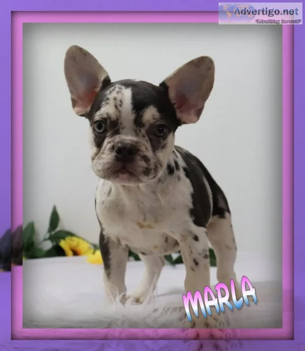 Marla Female AKC French Bulldog