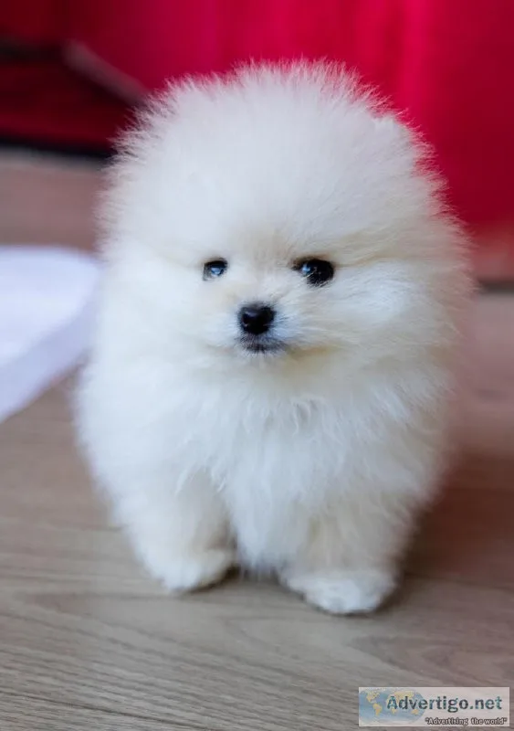 Pomeranian puppies Teddy Bear face