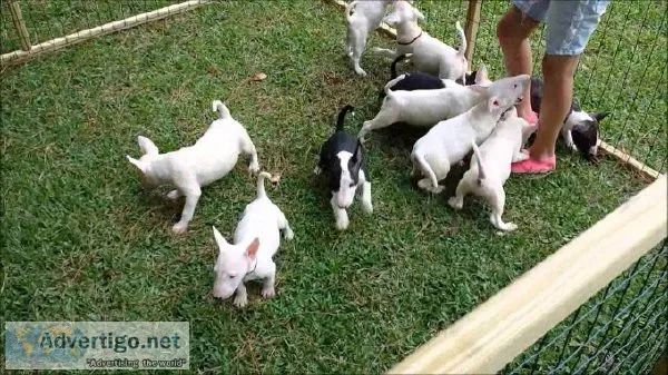 Bull Terriers Pups TOP QUALITY