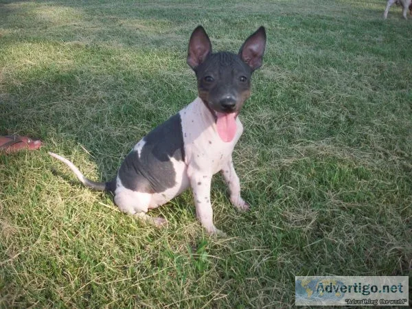 American Hairless Terrier Pups