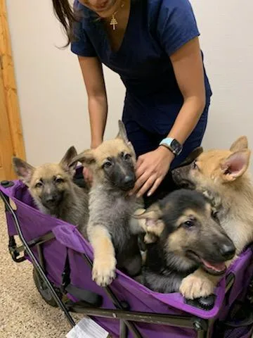 Litter registered German Shepherd