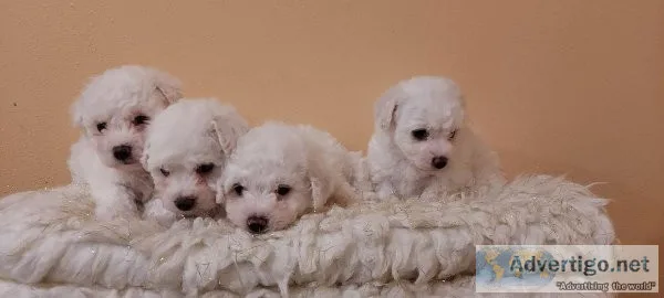 Bichon Frise