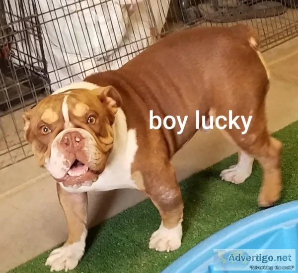 Akc English bulldog  pups