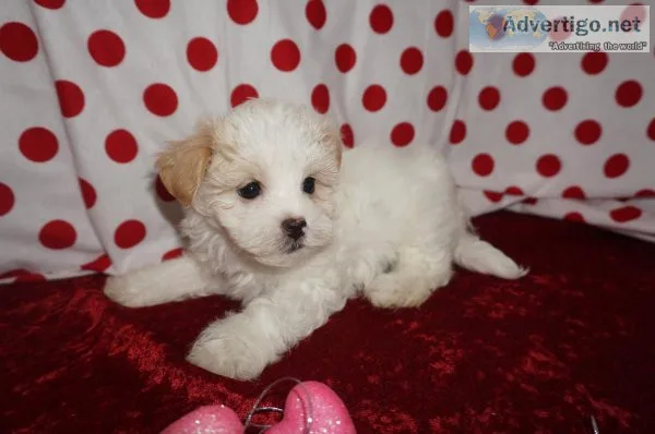 HAVANESE FEMALE PUPS