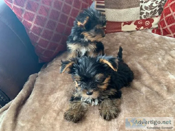 Tiny Yorkshire Terrier Puppies